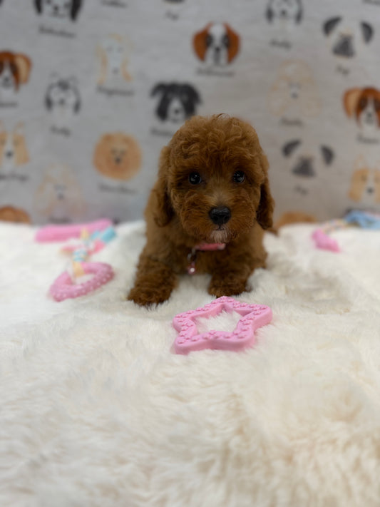 SASHA (Mini Poodle)