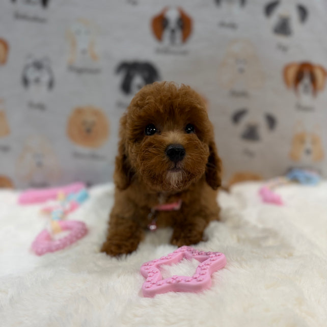 SASHA (Mini Poodle)