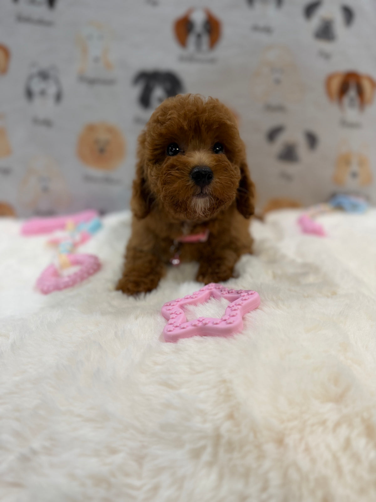 SASHA (Mini Poodle)
