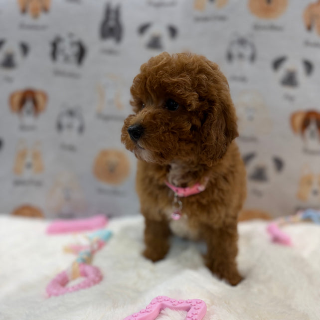 SASHA (Mini Poodle)