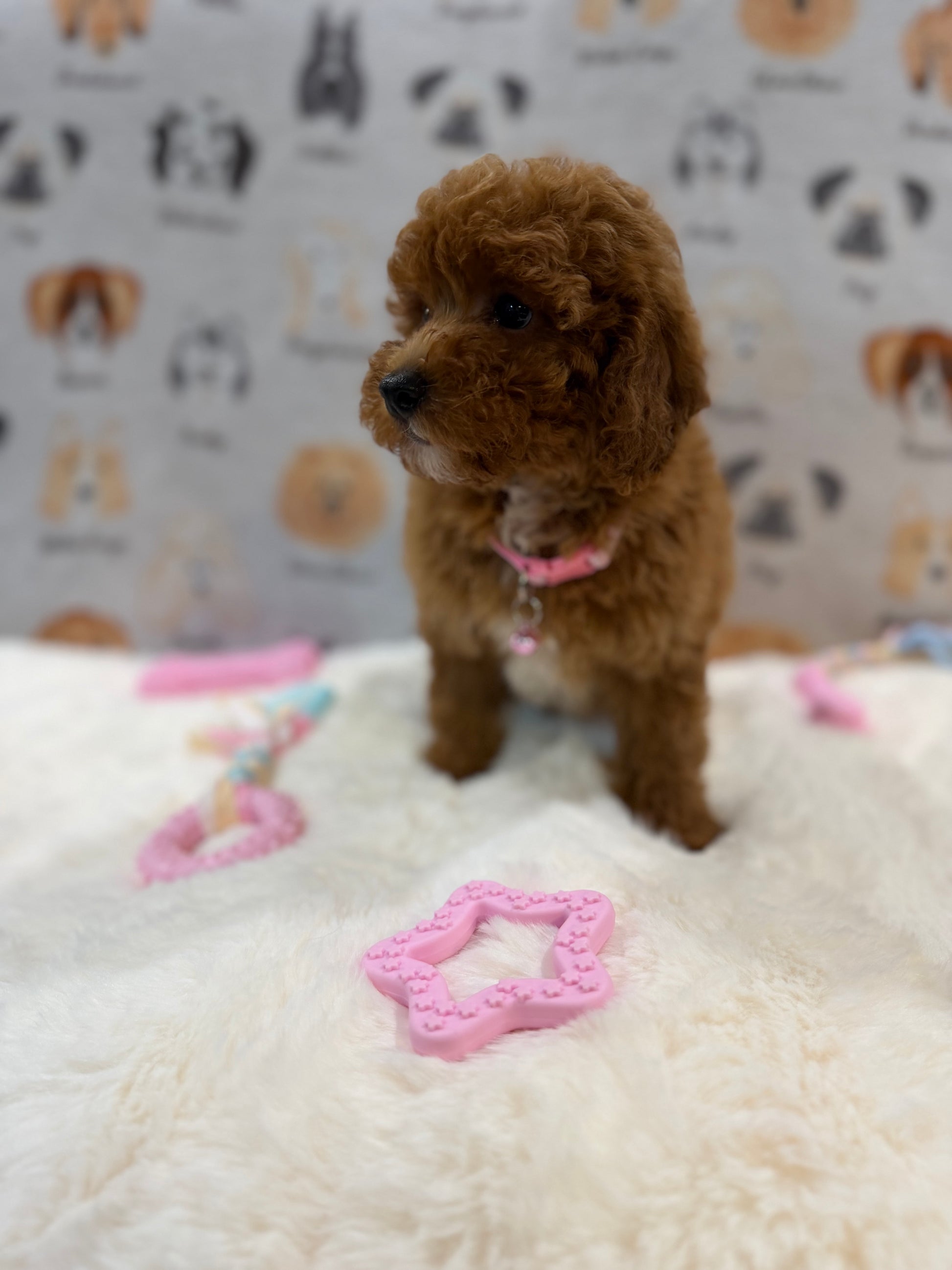 SASHA (Mini Poodle)