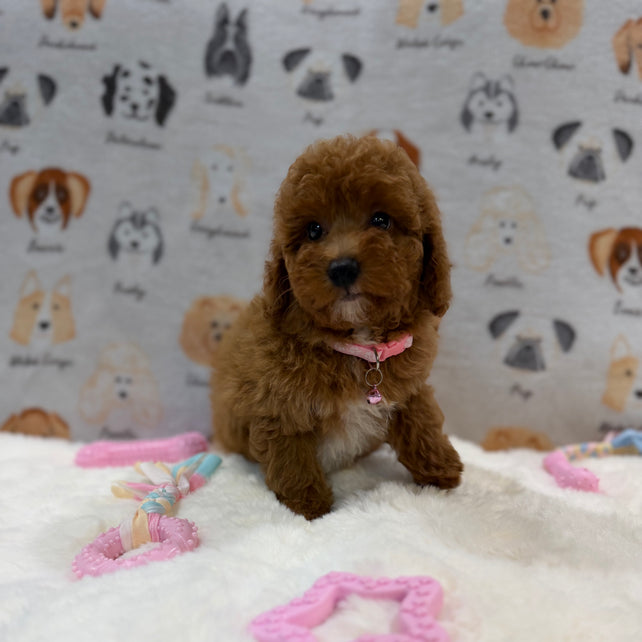 SASHA (Mini Poodle)