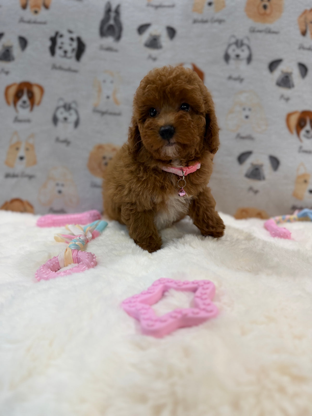 SASHA (Mini Poodle)
