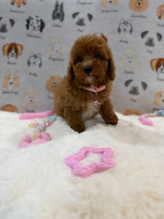 SASHA (Mini Poodle)