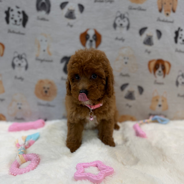 SASHA (Mini Poodle)