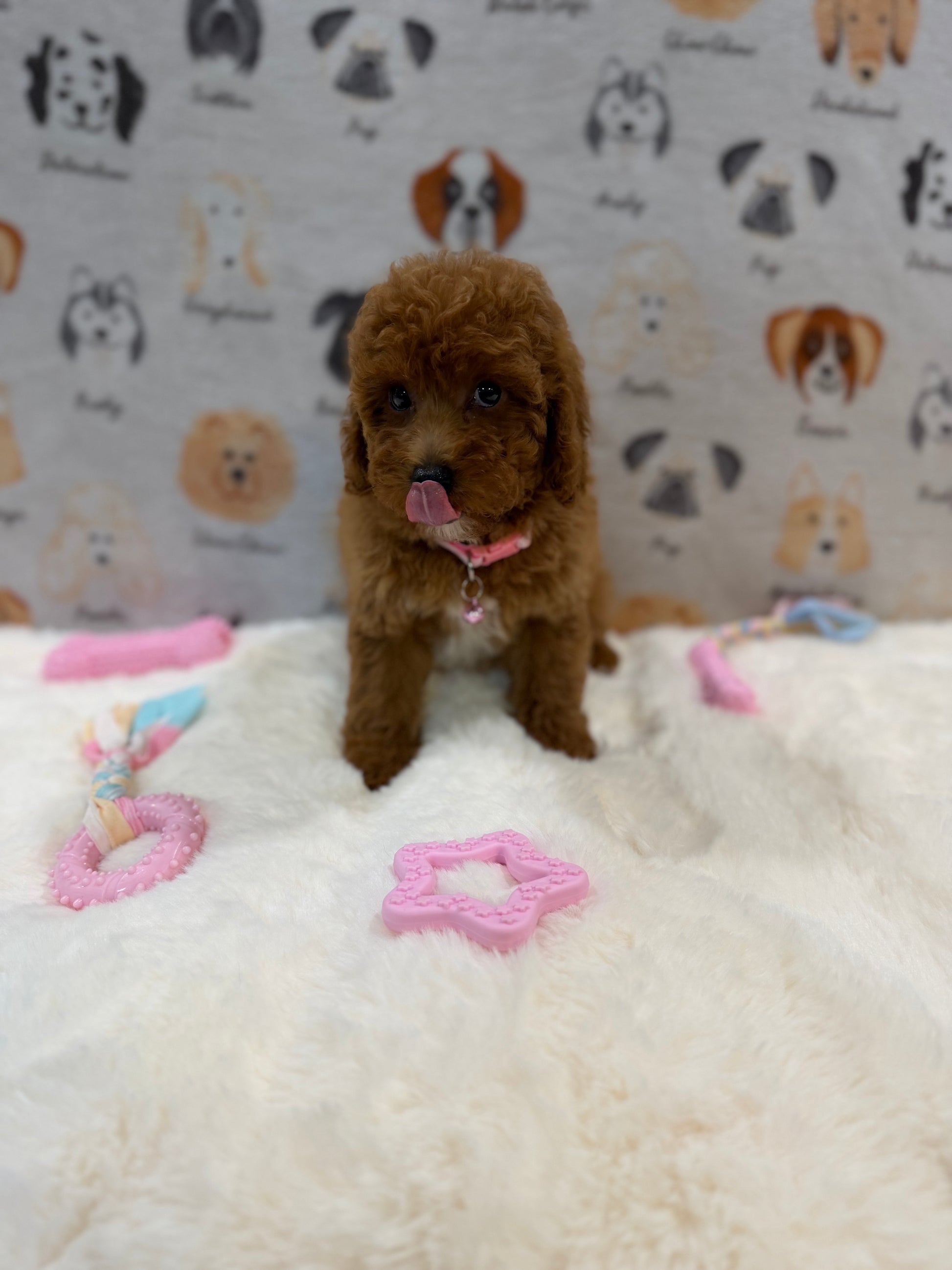SASHA (Mini Poodle)
