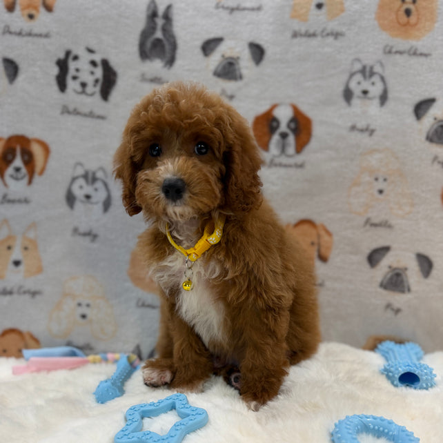 SOCKS (Mini Poodle)