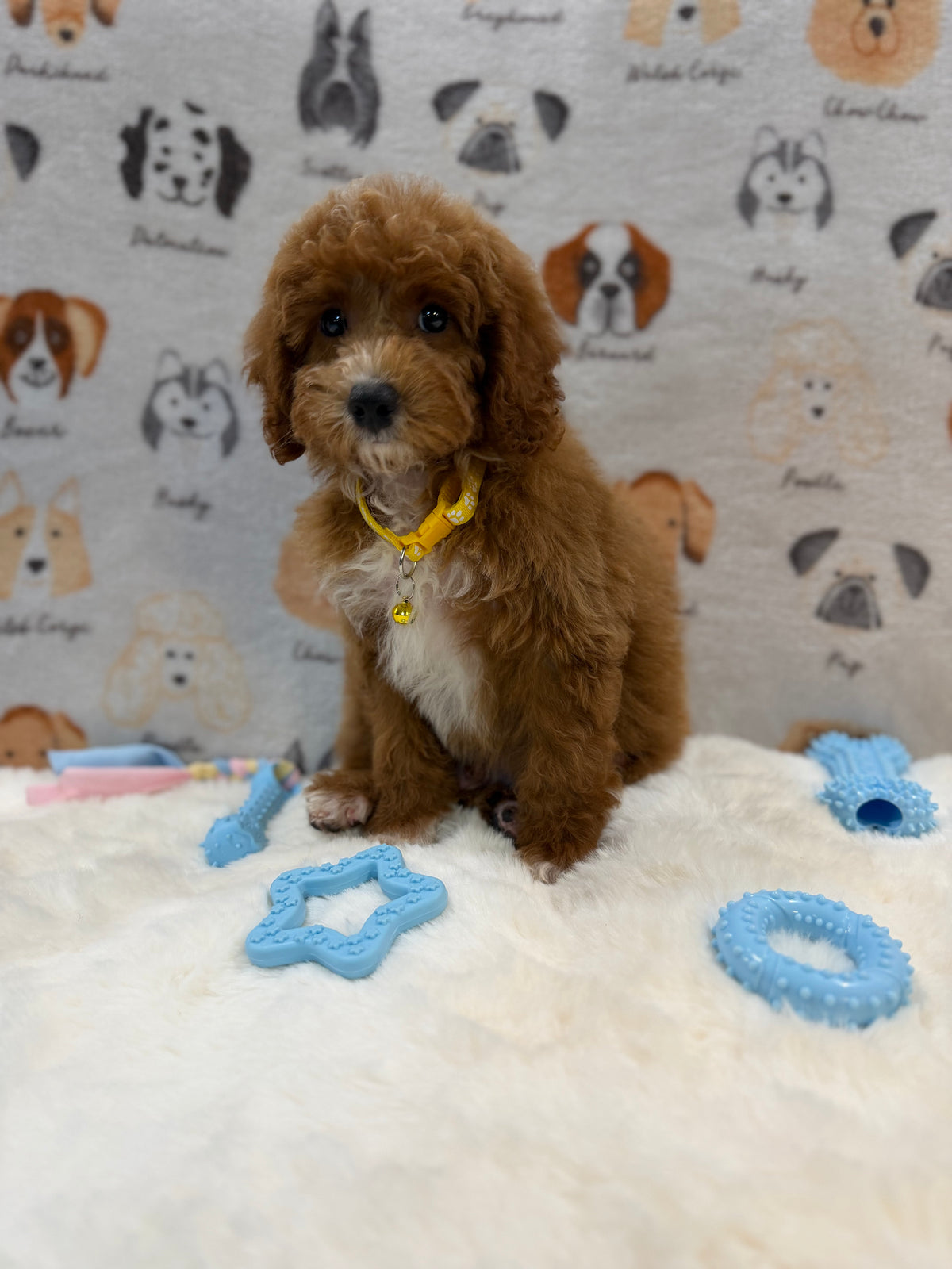 SOCKS (Mini Poodle)