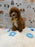 SOCKS (Mini Poodle)