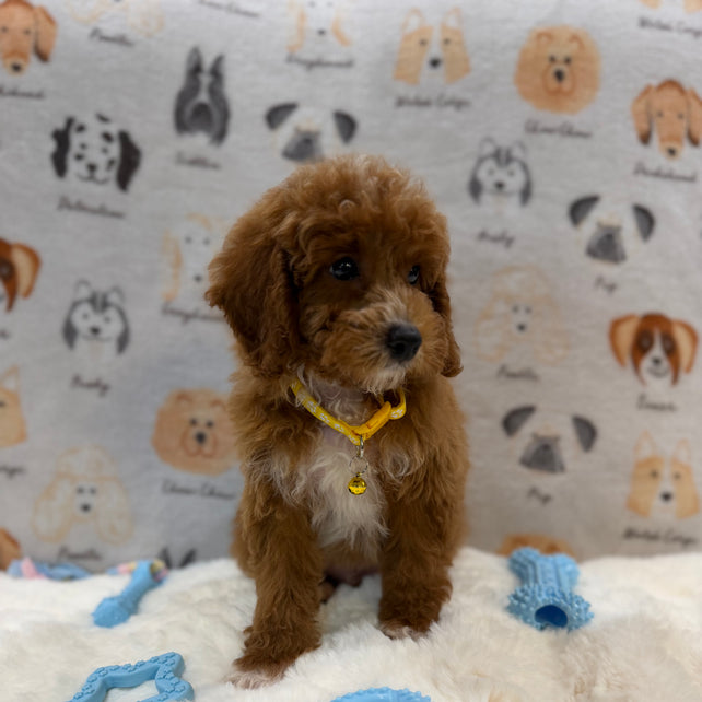SOCKS (Mini Poodle)