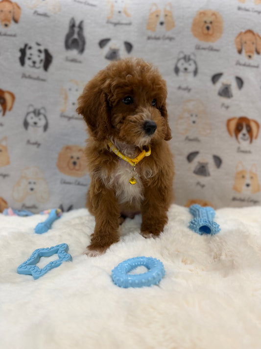 SOCKS (Mini Poodle)