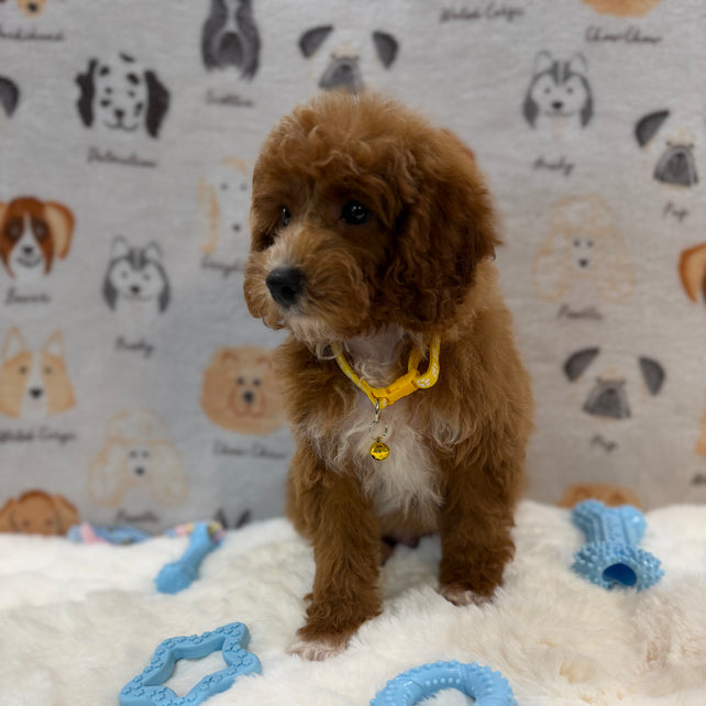 SOCKS (Mini Poodle)