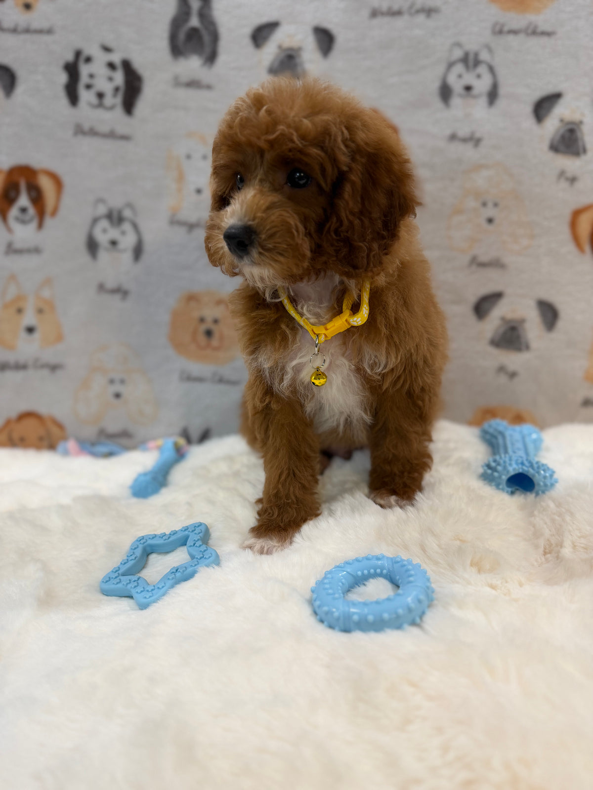 SOCKS (Mini Poodle)