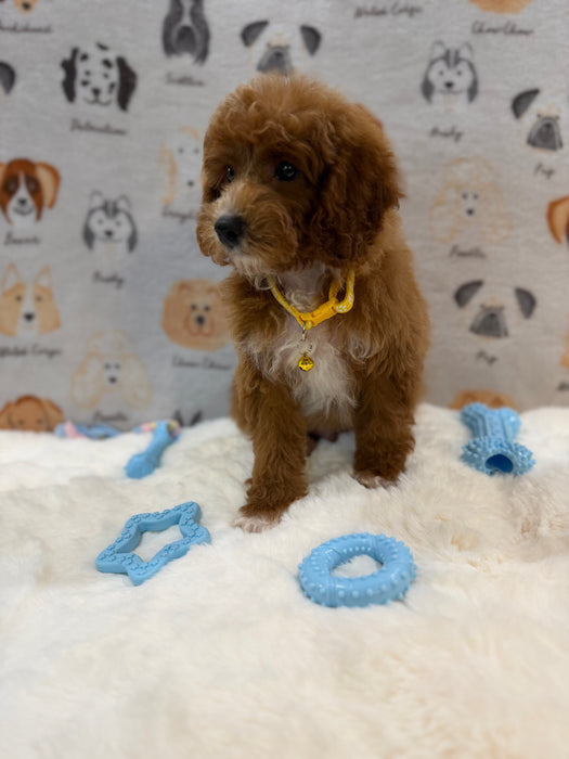 SOCKS (Mini Poodle)