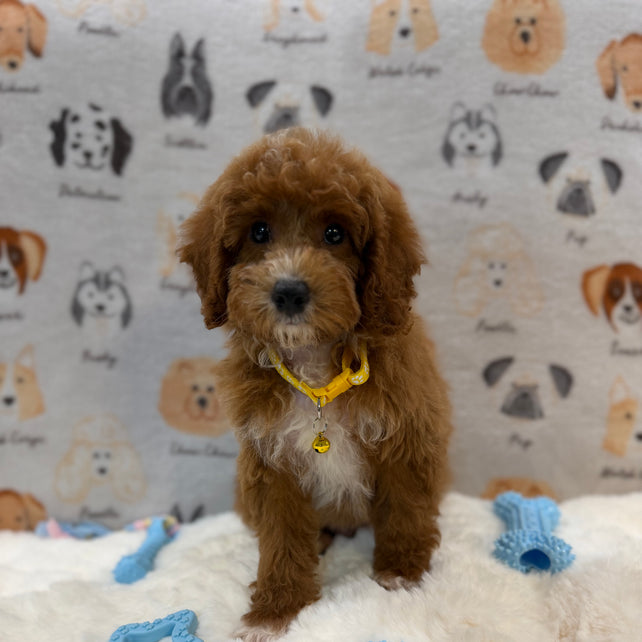 SOCKS (Mini Poodle)