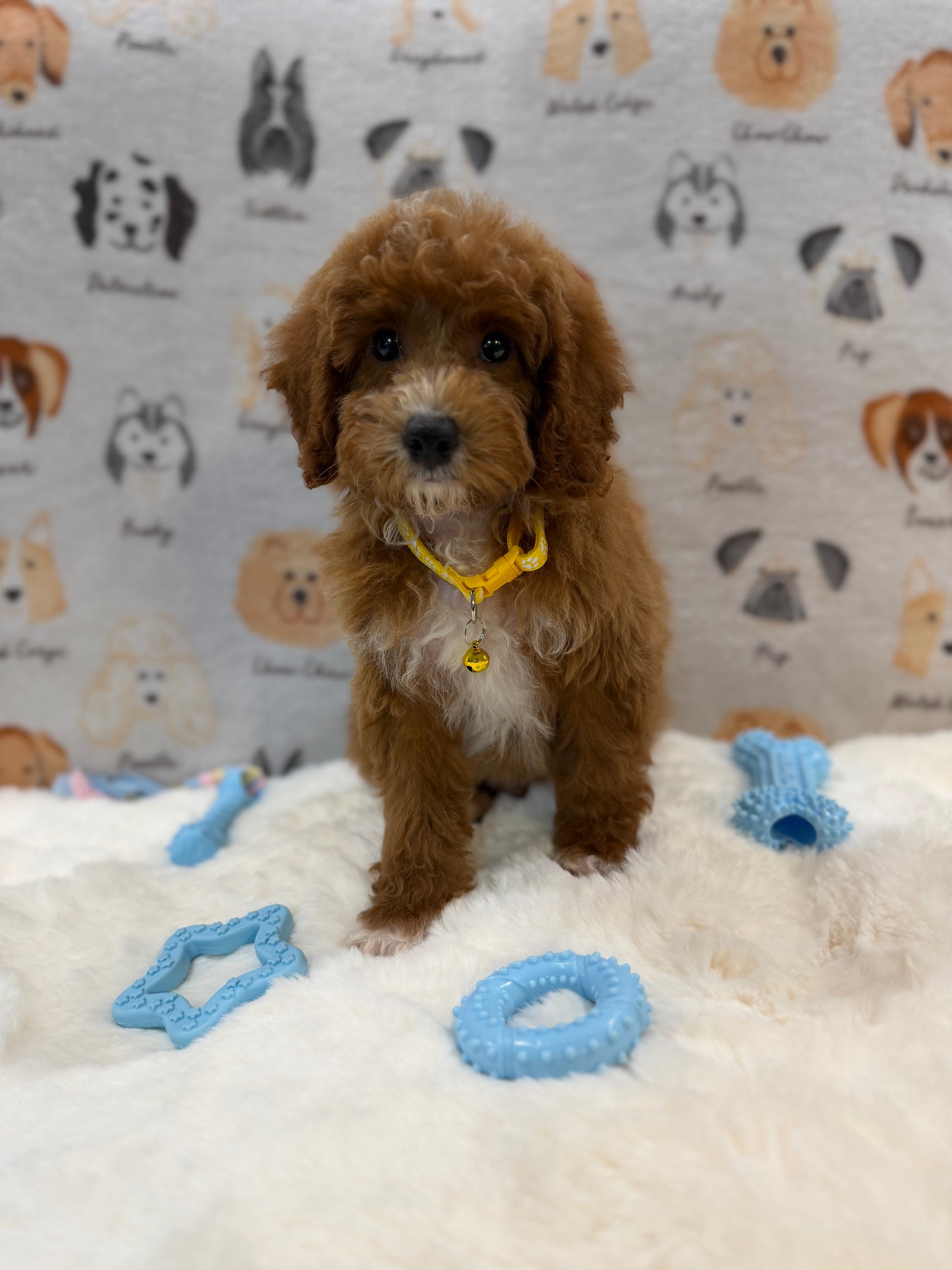 SOCKS (Mini Poodle)