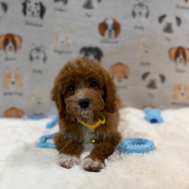 SOCKS (Mini Poodle)