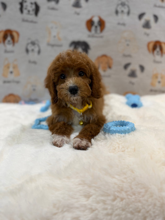 SOCKS (Mini Poodle)