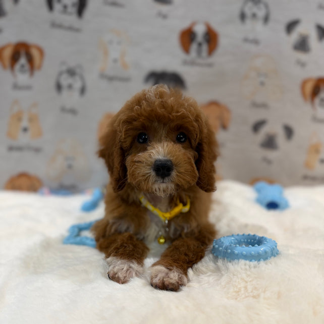 SOCKS (Mini Poodle)