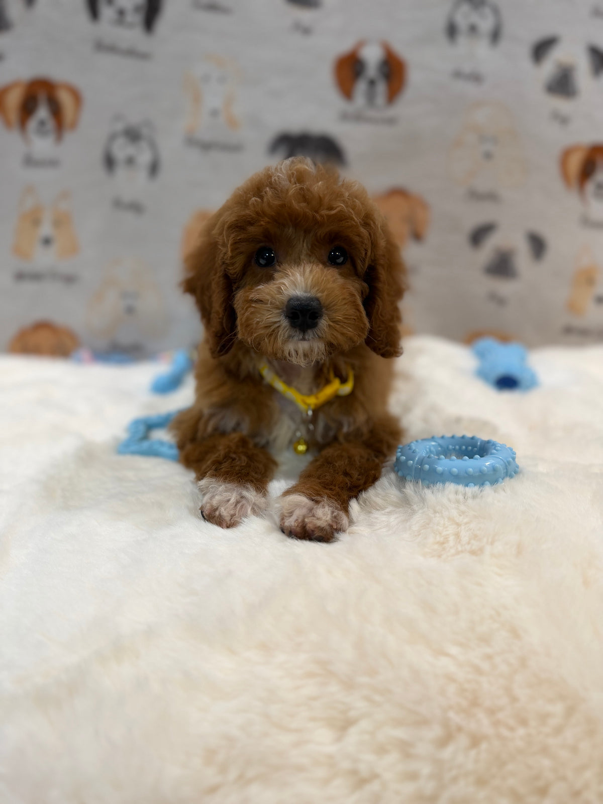 SOCKS (Mini Poodle)