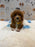 SOCKS (Mini Poodle)