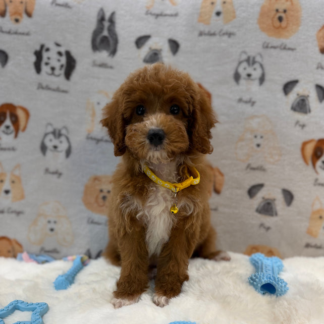 SOCKS (Mini Poodle)