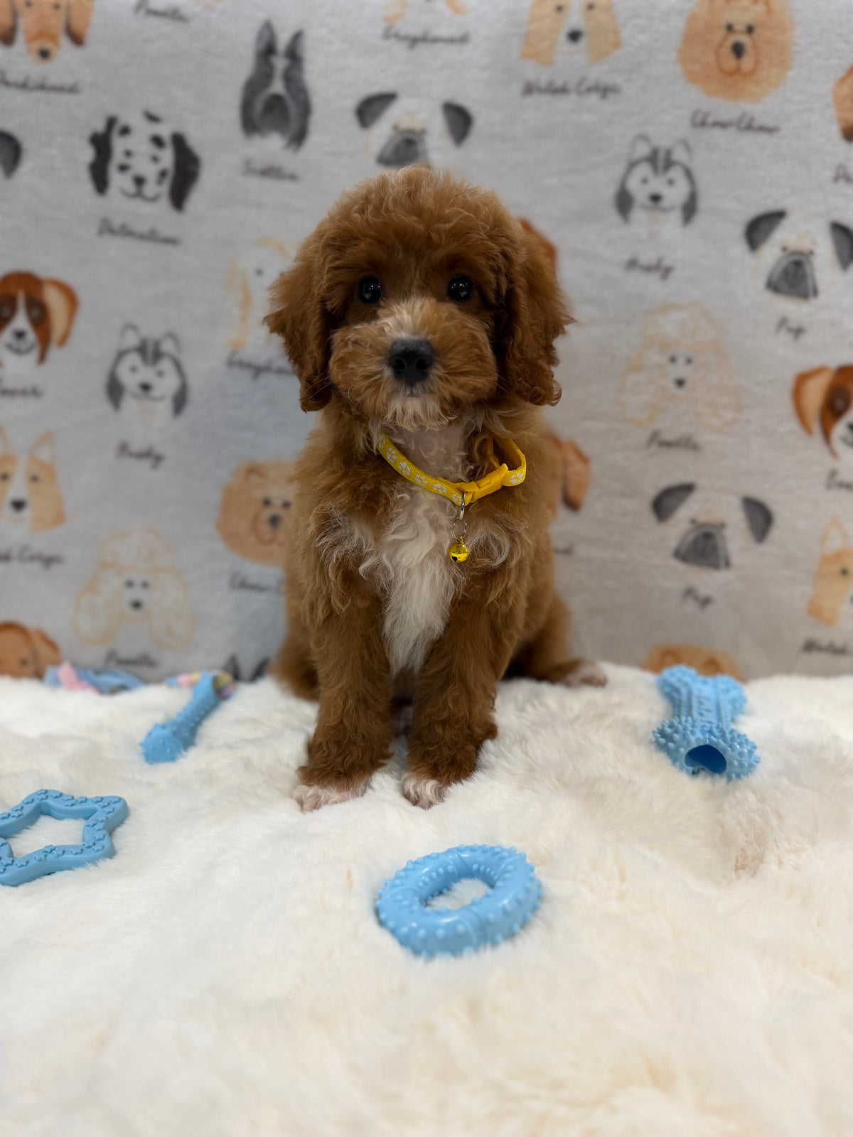 SOCKS (Mini Poodle)