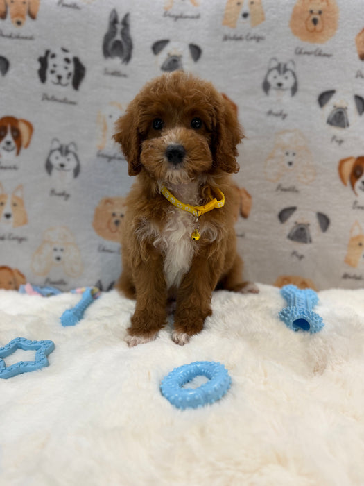 SOCKS (Mini Poodle)