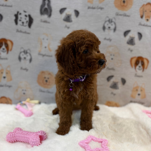 SANDY (Mini Poodle)