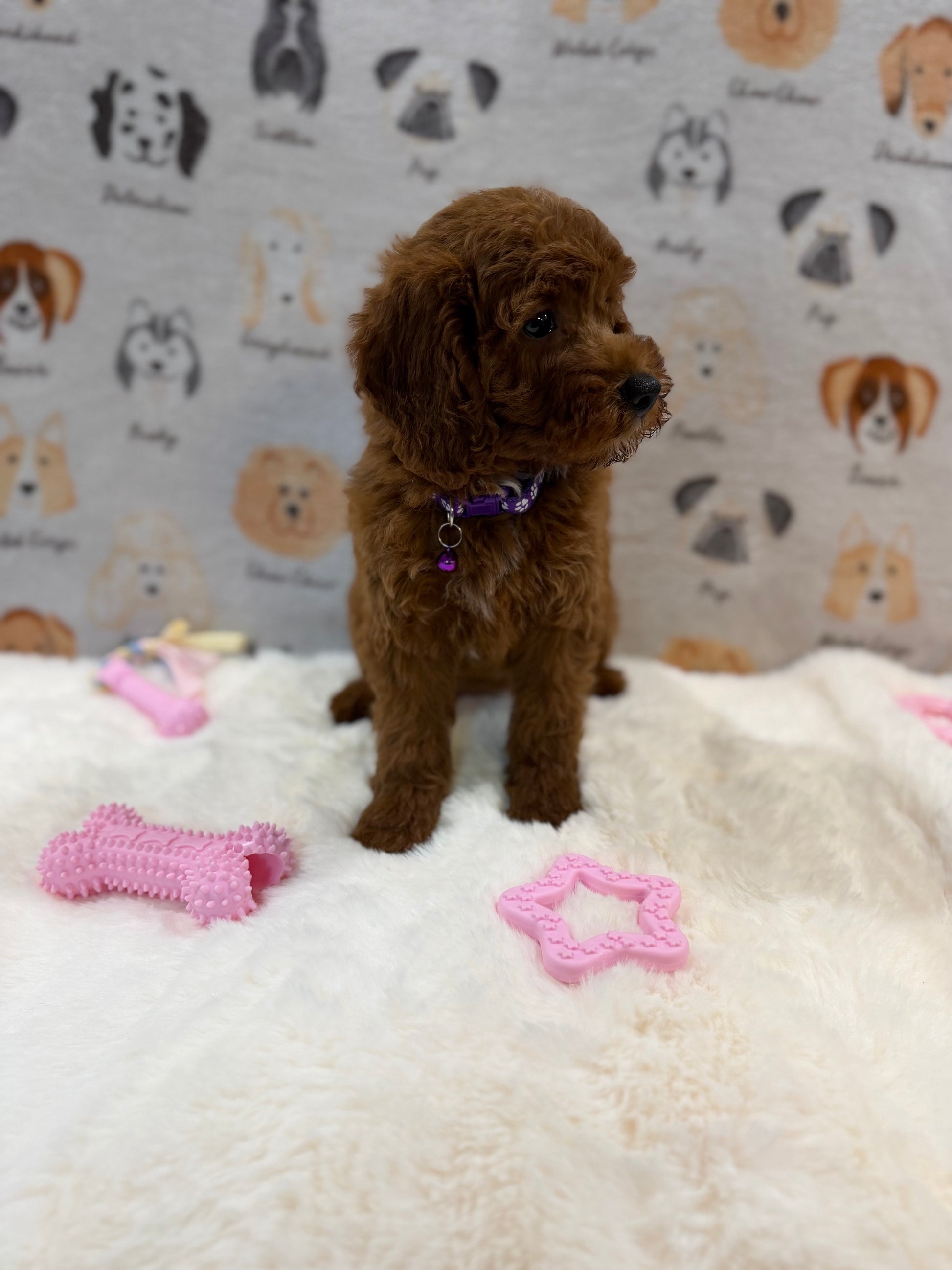 SANDY (Mini Poodle)
