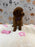 SANDY (Mini Poodle)
