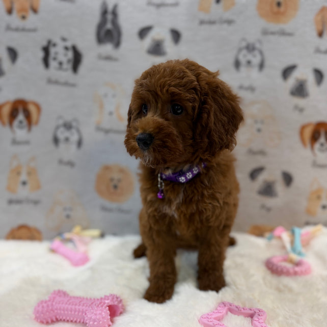 SANDY (Mini Poodle)