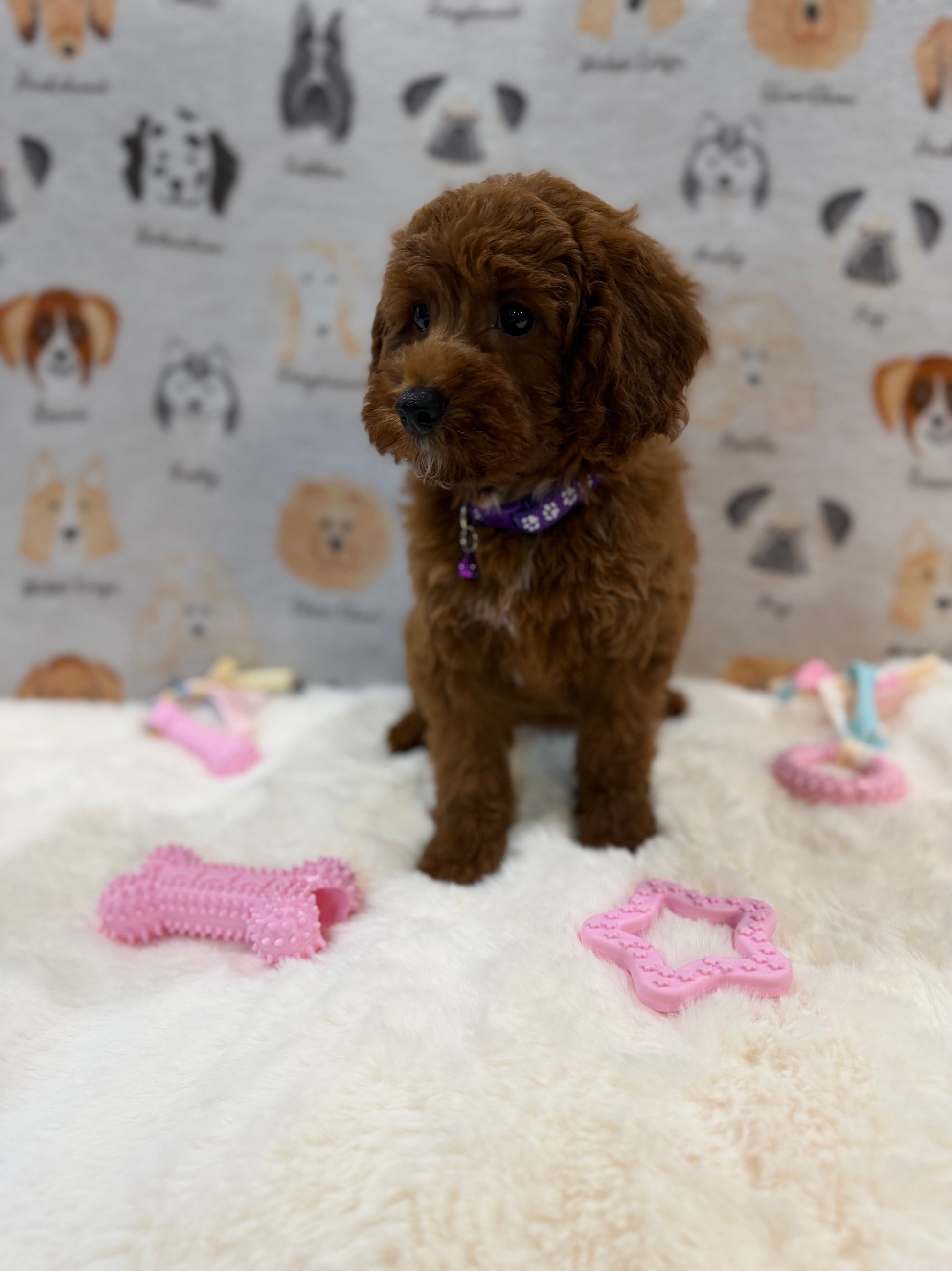 SANDY (Mini Poodle)