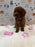 SANDY (Mini Poodle)