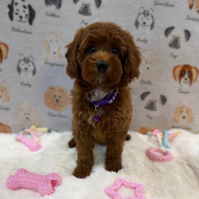 SANDY (Mini Poodle)