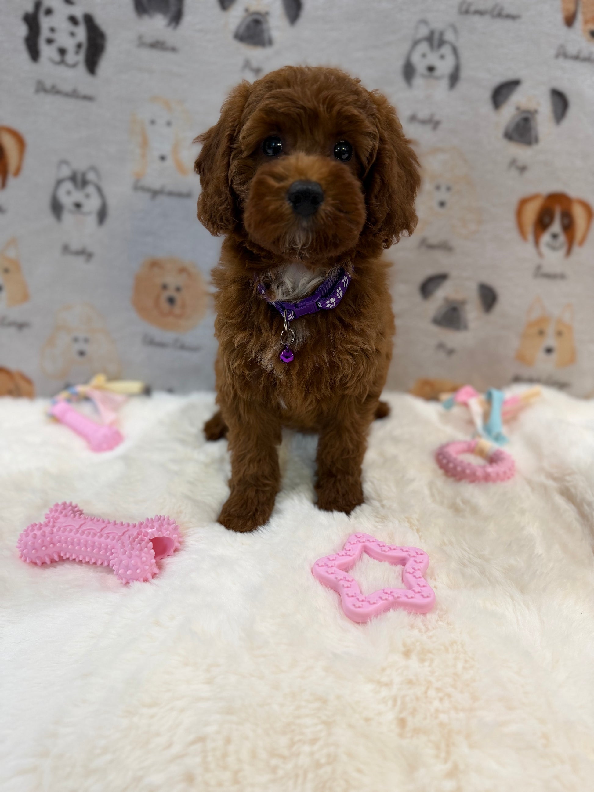 SANDY (Mini Poodle)