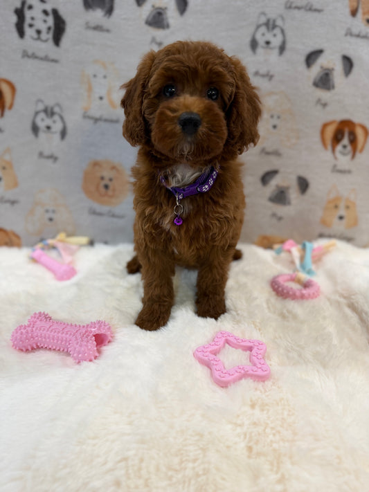 SANDY (Mini Poodle)