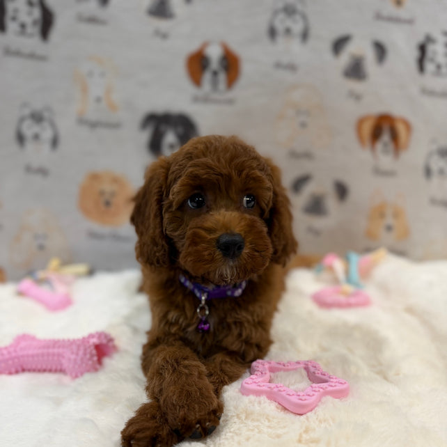 SANDY (Mini Poodle)