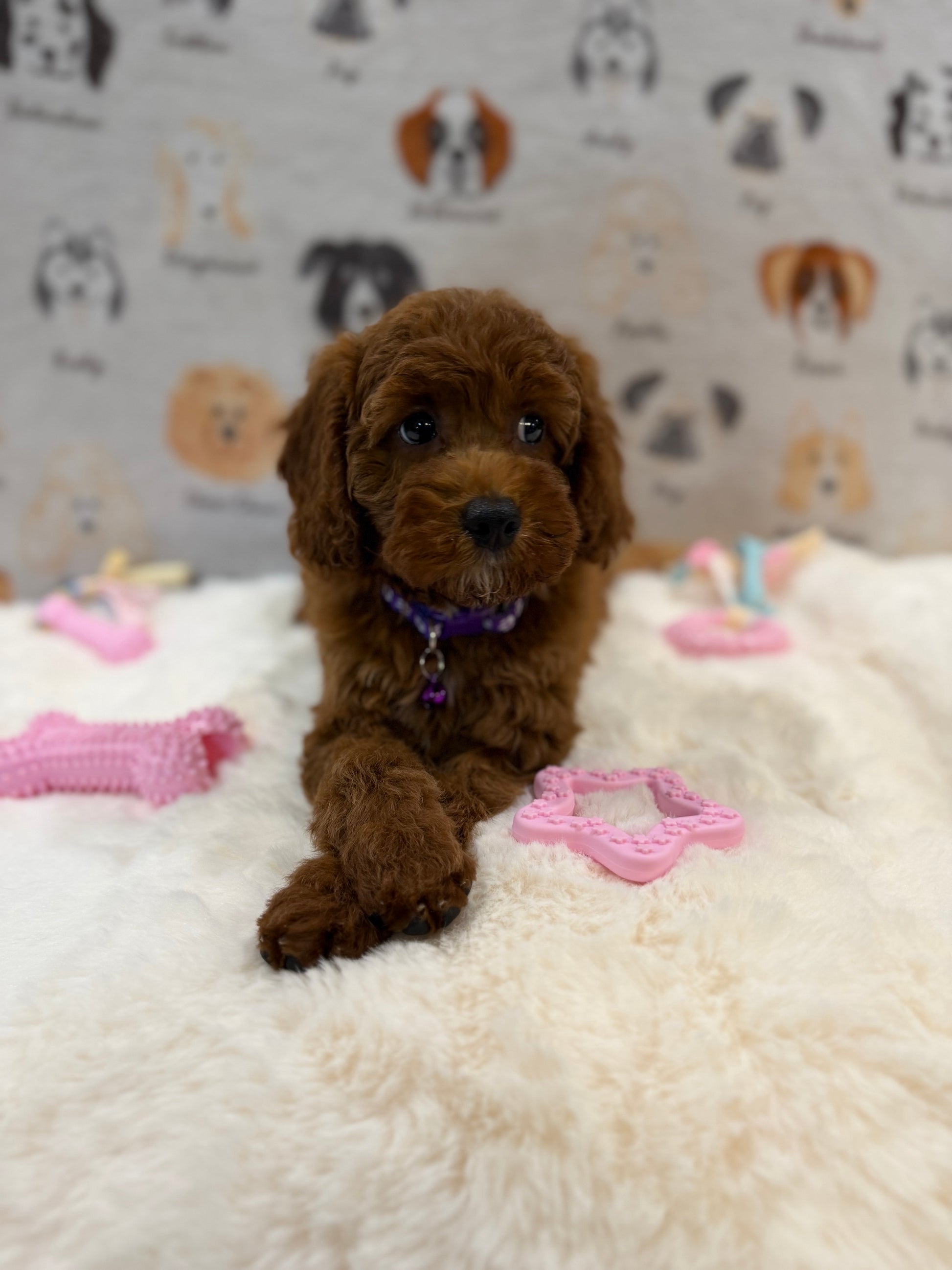 SANDY (Mini Poodle)