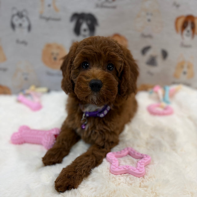 SANDY (Mini Poodle)