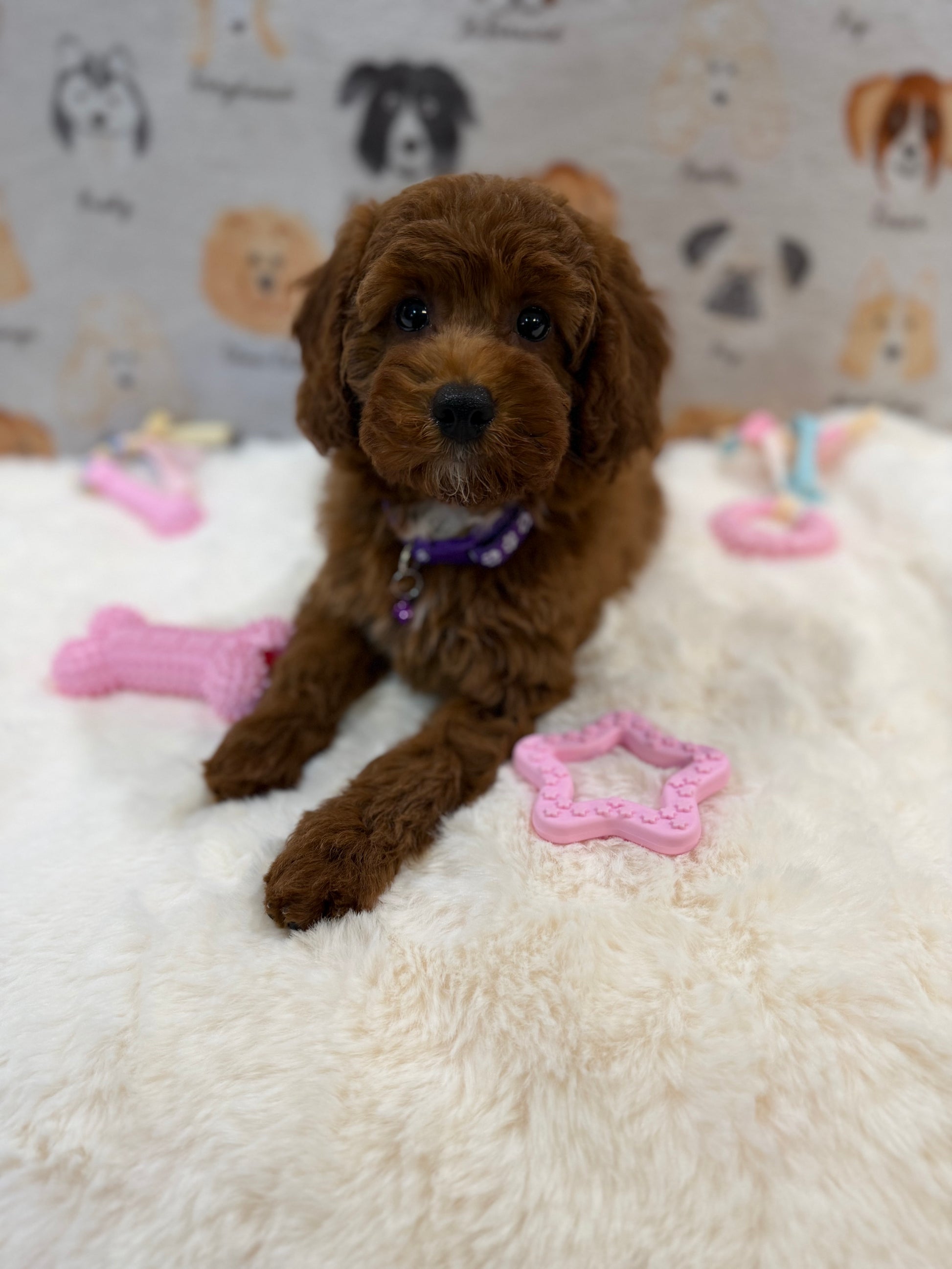 SANDY (Mini Poodle)