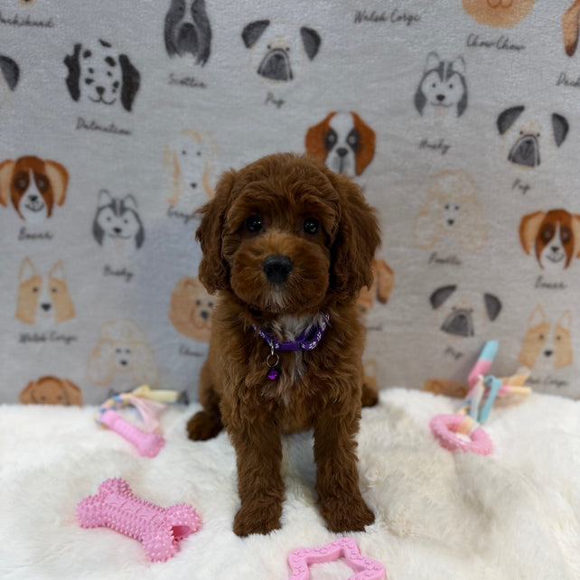 SANDY (Mini Poodle)