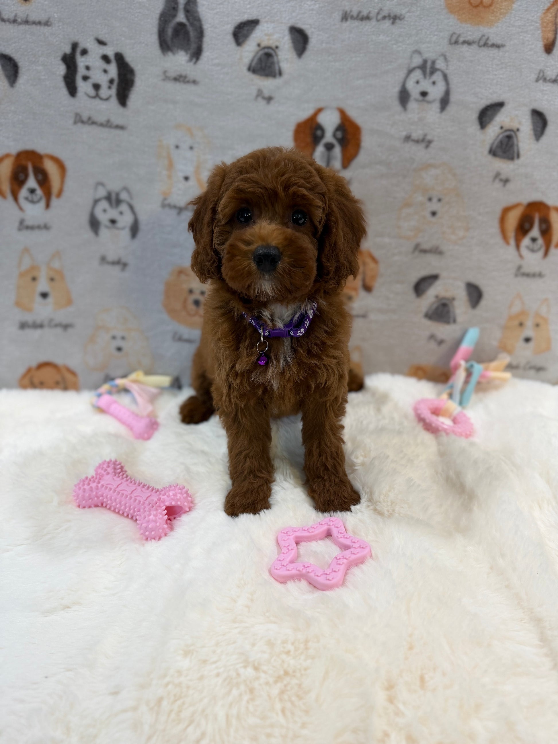SANDY (Mini Poodle)