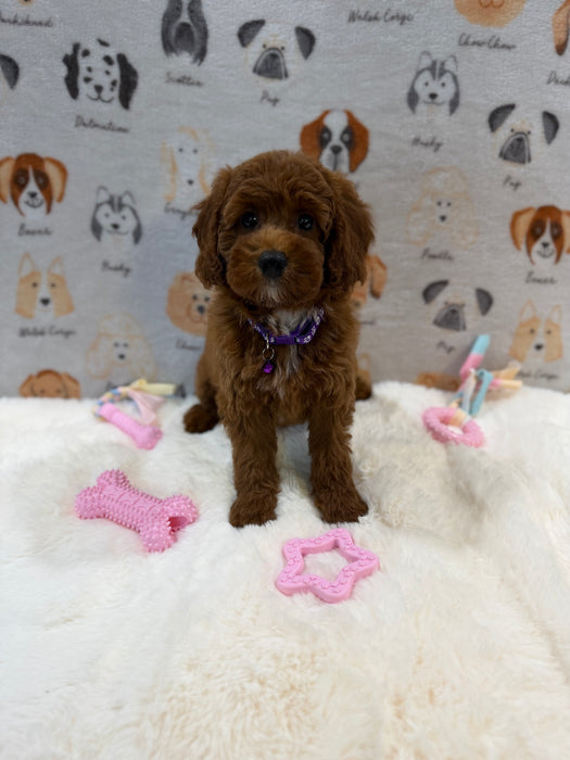 SANDY (Mini Poodle)