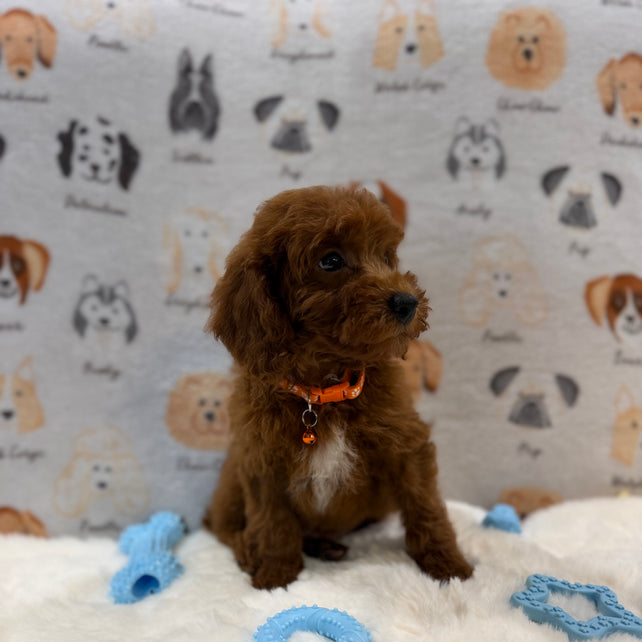 SAM (Mini Poodle)