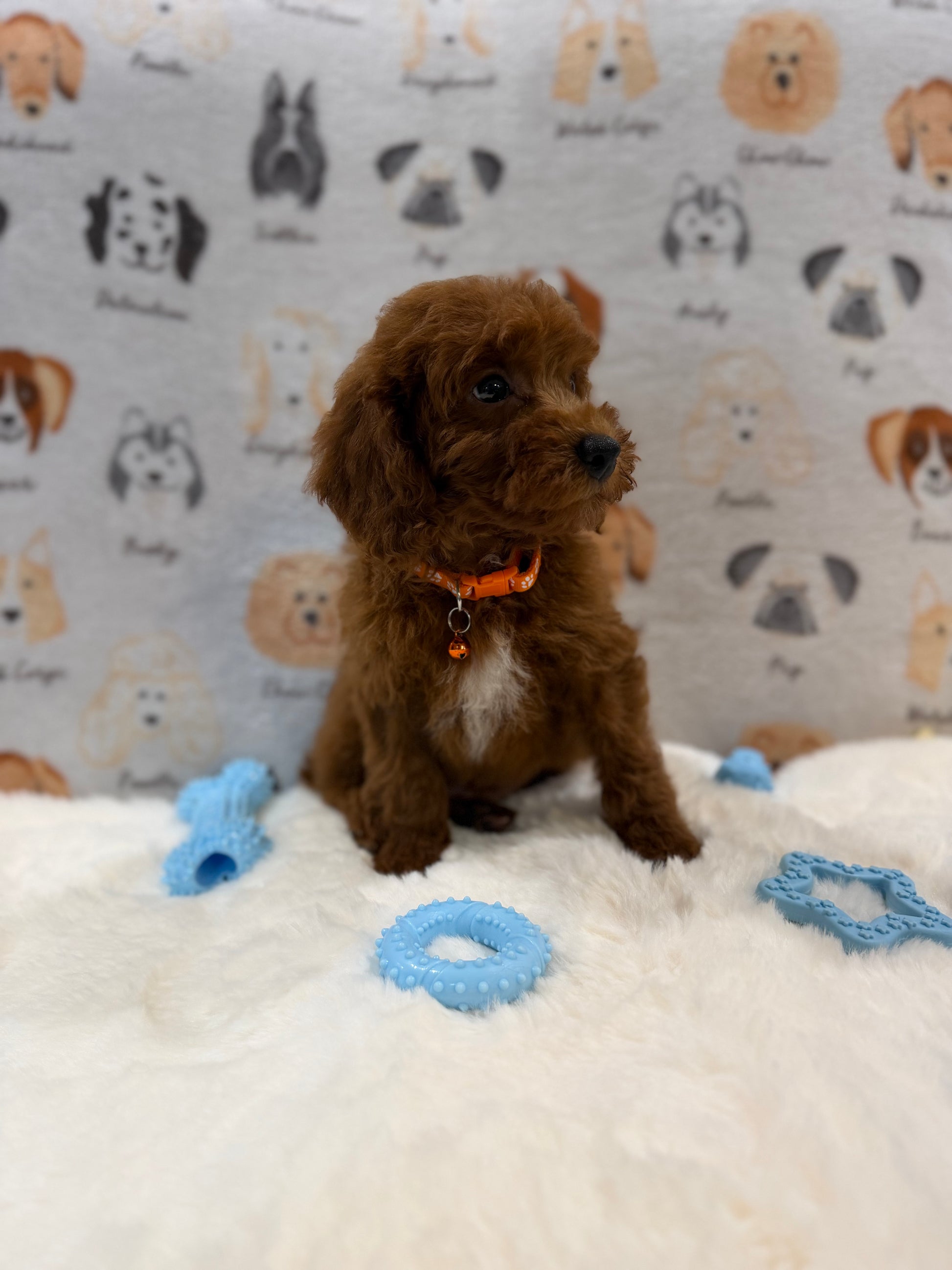 SAM (Mini Poodle)