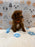SAM (Mini Poodle)