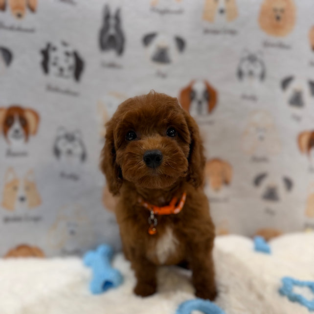 SAM (Mini Poodle)