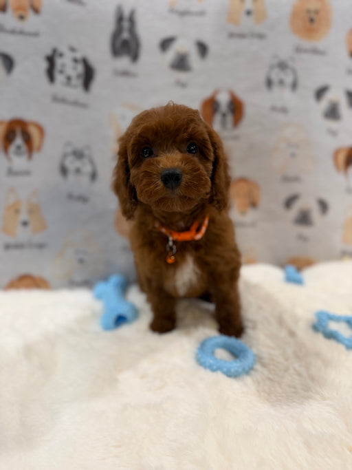 SAM (Mini Poodle)