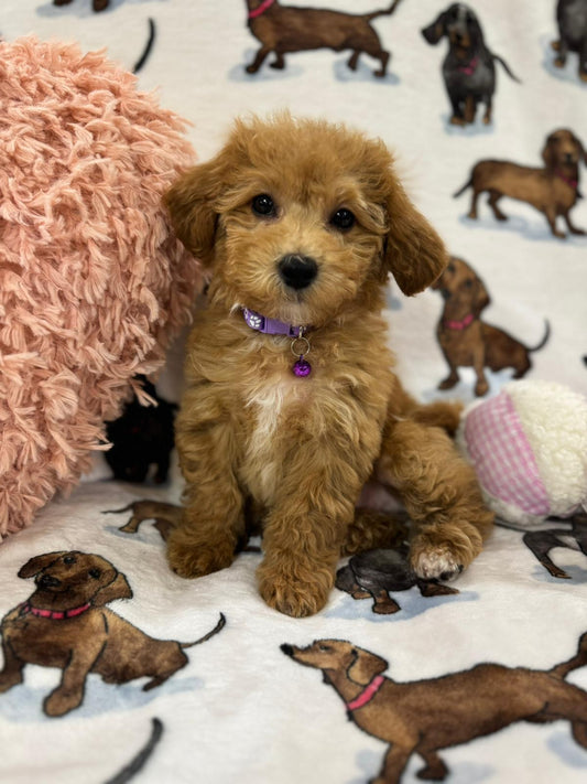 Jayla (Toy/Mini Bichon Poodle)